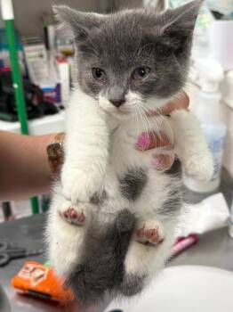 Catherine -  Domestic Short Hair Cat for Adoption in Pomona, New York - Catherine | PetCurious