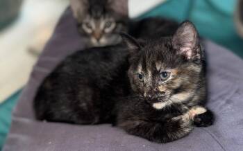Domestic Short Hair Cats Available for Adoption in Port Washington, Wisconsin - Covina | PetCurious