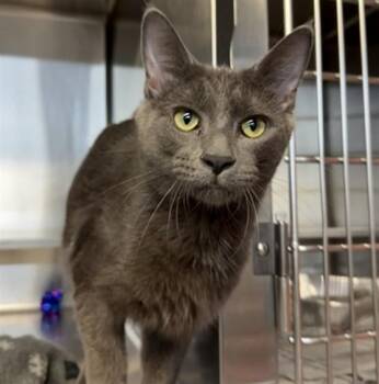 Domestic Medium Hair Cats Available for Adoption in Aurora, Illinois - JONAMAC | PetCurious
