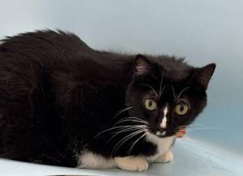 Yin -  Domestic Short Hair Cat for Adoption in Woodbury, Minnesota - Yin | PetCurious