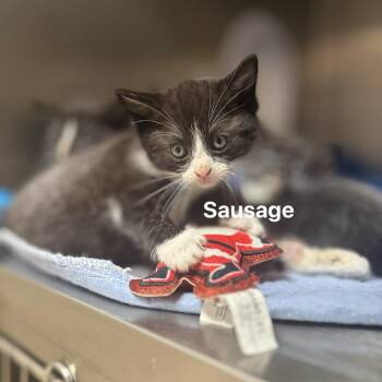 Domestic Short Hair Cats Available for Adoption in Jacksboro, Tennessee - Sausage | PetCurious