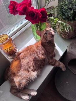 Prince Harry -  Domestic Short Hair Cat for Adoption in New York, New York - Prince Harry | PetCurious