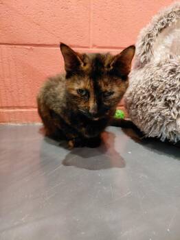 Winifred -  Domestic Short Hair Cat for Adoption in South Bend, Indiana - Winifred | PetCurious