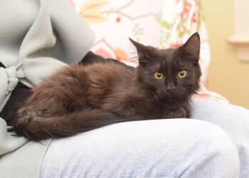 Maine Coon and Norwegian Forest Cat Cats Available for Adoption - Coca-Cola | PetCurious