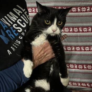 Domestic Short Hair Cats Available for Adoption - New York | PetCurious