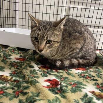 Domestic Short Hair Cats Available for Adoption in Fort Worth, Texas - Mick | PetCurious