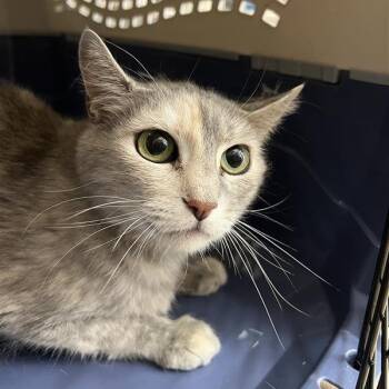 Purrsephone -  Domestic Short Hair Cat for Adoption in Kanab, Utah - Purrsephone | PetCurious