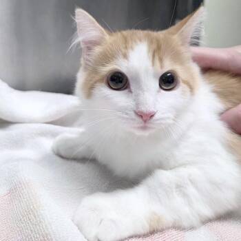Kayda -  Domestic Medium Hair Cat for Adoption in Providence, Rhode Island - Kayda | PetCurious