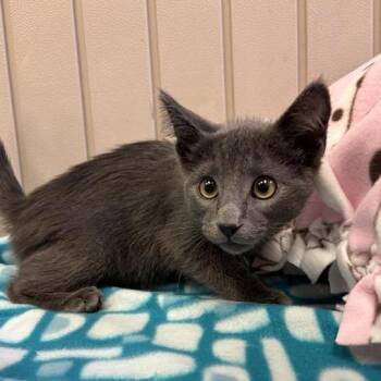 Rickie -  Domestic Short Hair Cat for Adoption in Hawthorne, California - Rickie | PetCurious