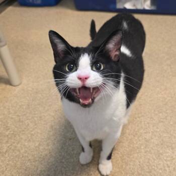 Precious -  Domestic Short Hair Cat for Adoption in Bristol, Indiana - Precious | PetCurious