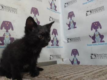 SPEEDY -  Domestic Short Hair Cat for Adoption in Orlando, Florida - SPEEDY | PetCurious