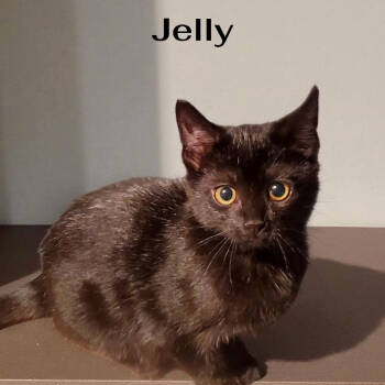 Rescue Domestic Short Hair Cats for Adoption in Carmel, Indiana - Jelly | PetCurious