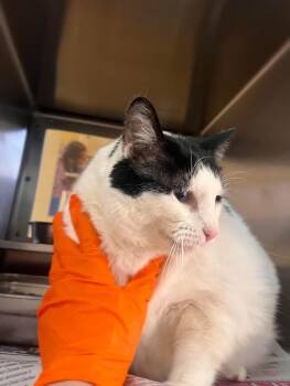 Domestic Short Hair Cats Available for Adoption - Pisces | PetCurious