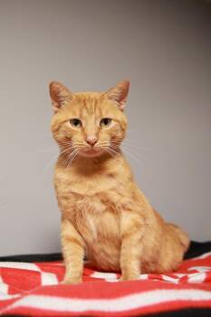Rescue Domestic Short Hair Cats for Adoption in Loogootee, Indiana - Teddy | PetCurious