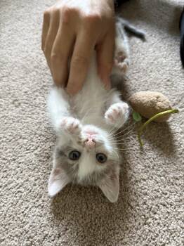 Muffy May -  Domestic Short Hair Cat for Adoption in Cary, North Carolina - Muffy May | PetCurious