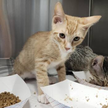 Puffball -  Domestic Short Hair Cat for Adoption in Clearwater, Florida - Puffball | PetCurious