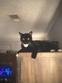 Domestic Short Hair Cats Available for Adoption in Memphis, Tennessee - Kaido | PetCurious