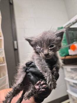 Odo -  Domestic Short Hair Cat for Adoption in Cincinnati, Ohio - Odo | PetCurious