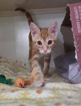 Dave -  Domestic Short Hair Cat for Adoption in Honolulu, Hawaii - Dave | PetCurious