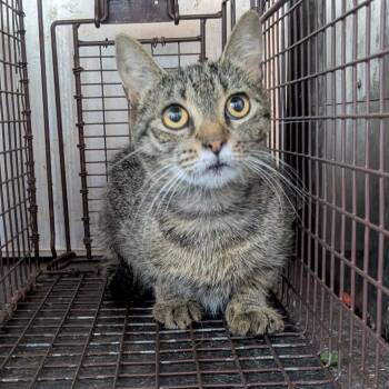 Domestic Short Hair Cats Available for Adoption in Birmingham, Alabama - Sapphire | PetCurious