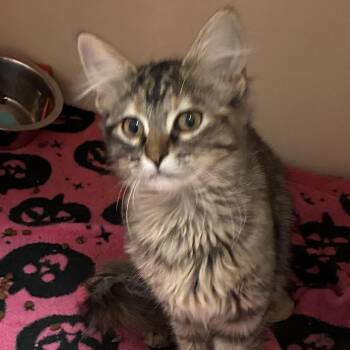 Ravioli -  Domestic Medium Hair Cat for Adoption in South Elgin, Illinois - Ravioli | PetCurious