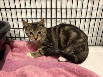 Midge -  Domestic Short Hair Cat for Adoption in Raleigh, North Carolina - Midge | PetCurious