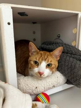Tangerine -  Domestic Short Hair Cat for Adoption in Kalispell, Montana - Tangerine | PetCurious