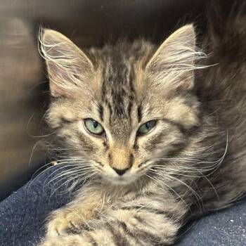 Emerald Jade Green Ball -  Domestic Medium Hair Cat for Adoption in Davenport, Iowa - Emerald Jade Green Ball | PetCurious