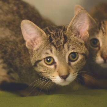 Chestnut -  Domestic Short Hair Cat for Adoption in Belleville, Illinois - Chestnut | PetCurious
