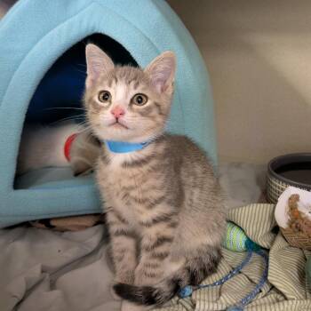 Coal -  Domestic Short Hair Cat for Adoption in New York, New York - Coal | PetCurious
