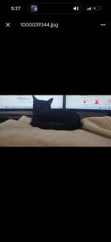 Persian and Domestic Long Hair Cats Available for Adoption - Binx | PetCurious