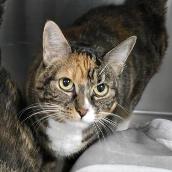 Citrine (26-7296) -  Domestic Short Hair Cat for Adoption in Fort Smith, Arkansas - Citrine (26-7296) | PetCurious