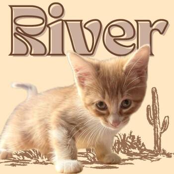 River AM -  Domestic Short Hair Cat for Adoption in Austin, Texas - River AM | PetCurious