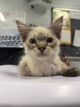 ITALIAN ICE -  Siamese Cat for Adoption in Kalamazoo, Michigan - ITALIAN ICE | PetCurious