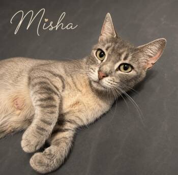 Misha -  Tabby and Domestic Short Hair Cat for Adoption in Concord, North Carolina - Misha | PetCurious