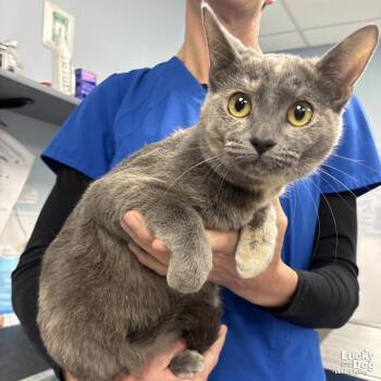Domestic Short Hair Cats Available for Adoption - Stelly | PetCurious