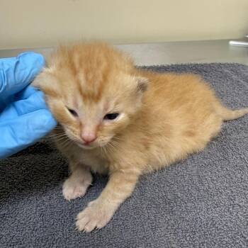 Goldenrod -  Domestic Short Hair Cat for Adoption in Birmingham, Alabama - Goldenrod | PetCurious