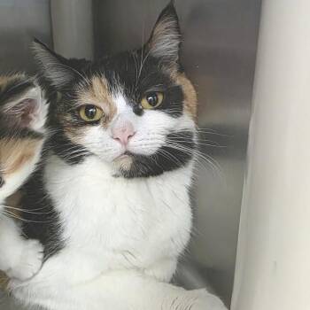 Domestic Short Hair Cats Available for Adoption in Fort Wayne, Indiana - Lagertha | PetCurious
