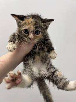 Domestic Short Hair Cats Available for Adoption in Gaithersburg, Maryland - Fern | PetCurious
