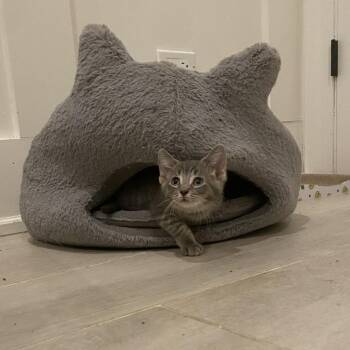 Nora -  Domestic Short Hair Cat for Adoption in Chicago, Illinois - Nora | PetCurious