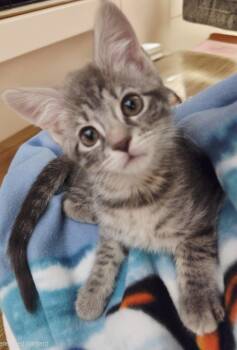 Vanessa -  Domestic Short Hair Cat for Adoption in Middletown, Connecticut - Vanessa | PetCurious