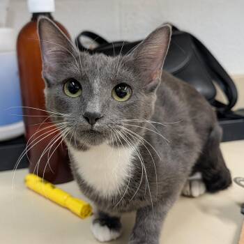 Ashes -  Domestic Short Hair Cat for Adoption in Ardmore, Oklahoma - Ashes | PetCurious
