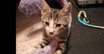 Ice Cream TCAC -  Domestic Short Hair Cat for Adoption in West Peoria, Illinois - Ice Cream TCAC | PetCurious
