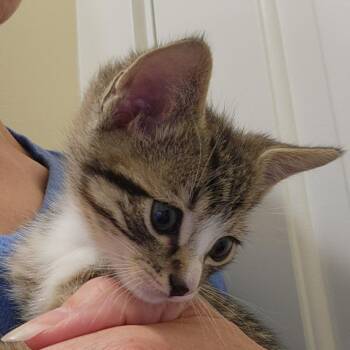 Domestic Medium Hair Cats Available for Adoption in Chapel Hill, North Carolina - Sunfish | PetCurious