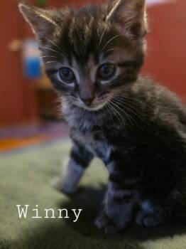 Domestic Short Hair Cats Available for Adoption in Glenfield, New York - Winnie | PetCurious