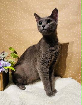 Domestic Short Hair Cats Available for Adoption in Groveland, Massachusetts - Betha | PetCurious