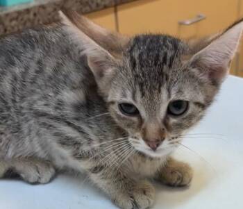 Domestic Short Hair Cats Available for Adoption in Elizabethton, Tennessee - Mittens | PetCurious