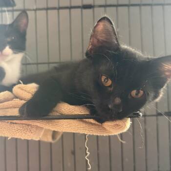 Samuel -  Domestic Short Hair and Bombay Cat for Adoption in New York, New York - Samuel | PetCurious