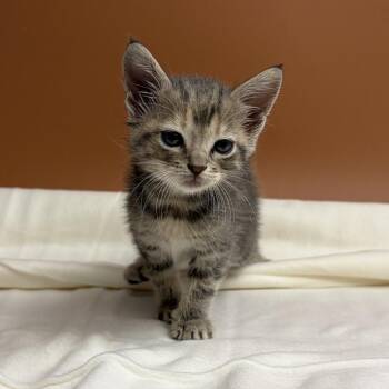 Spud -  Domestic Short Hair Cat for Adoption in San Antonio, Texas - Spud | PetCurious