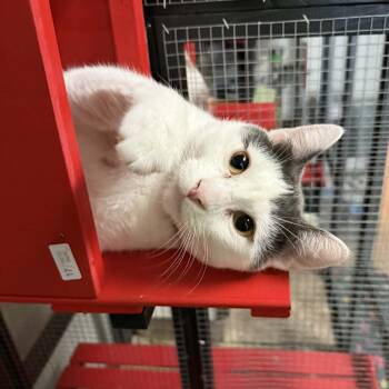 Domestic Short Hair Cats Available for Adoption - Trouble Puffs | PetCurious